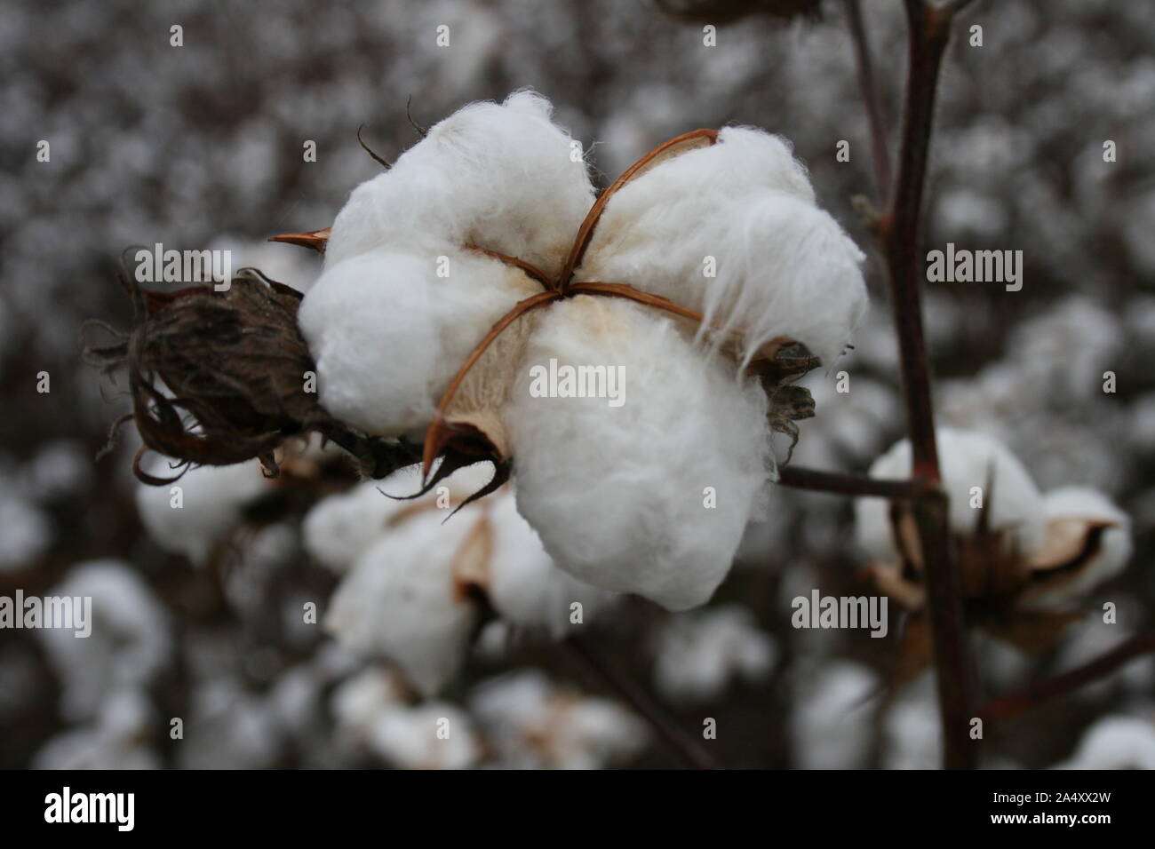 Cotton hull hi-res stock photography and images - Alamy