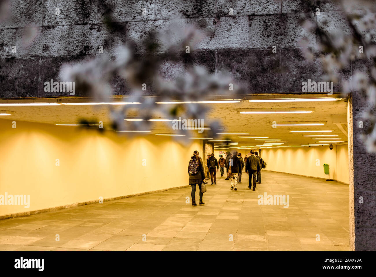 People walking through an underground tunnel in Budapest with blurred white cherry blossoms on a foreground. Stock Photo