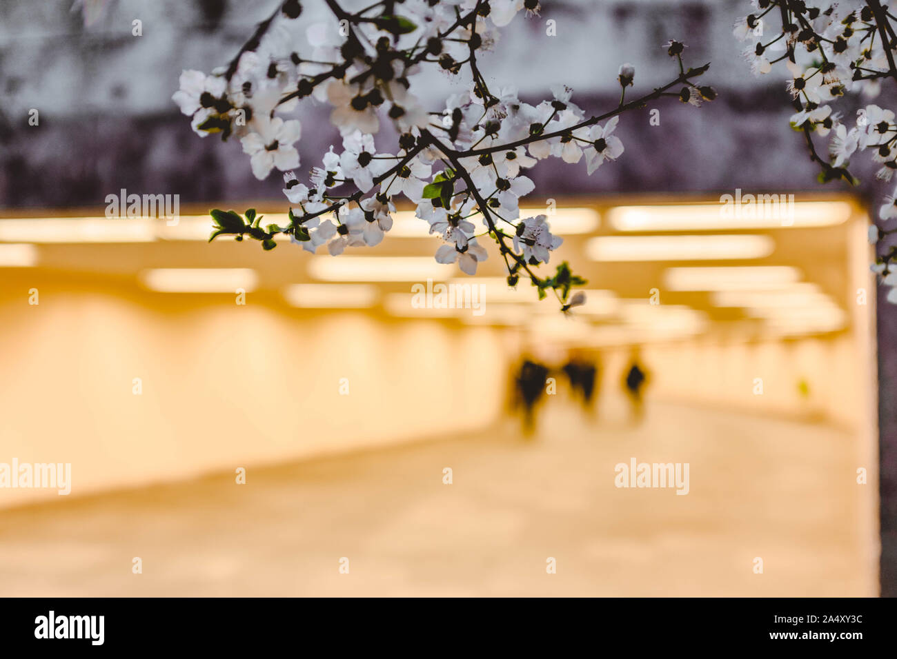 White cherry blossoms in Budapest on blurred pedestrian tunnel background. Stock Photo