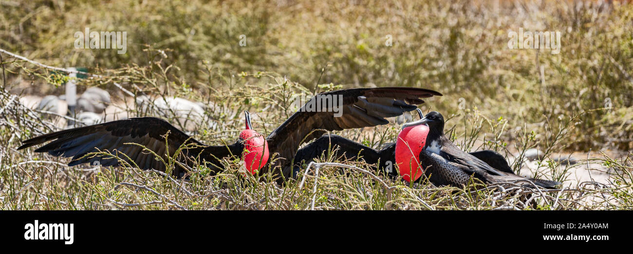 Frigatebird on Galapagos islands. Magnificent Frigate-birds on North Seymour Island, Galapagos. Two big male frigate birds with inflated red neck gular pouch (thoat sac) competing for females. Stock Photo