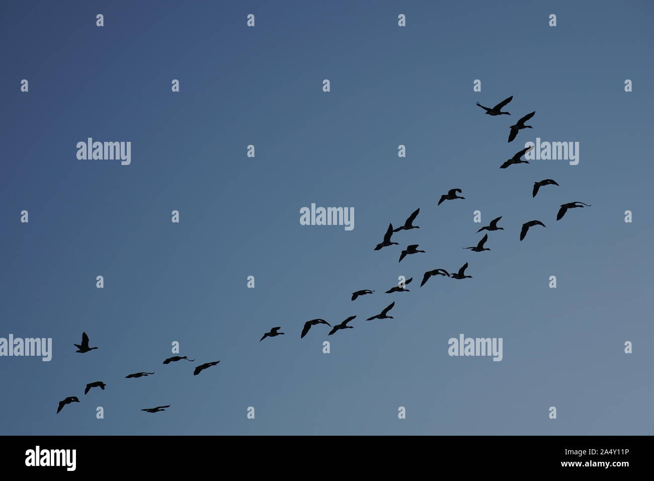 Arlington, VA / USA - September 19, 2019: Flock of birds migrating south for the cold months ahead Stock Photo