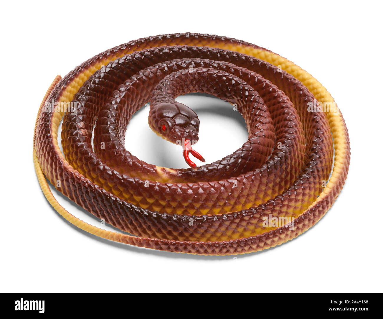 Curled Up Rubber Snake Isolated on White. Stock Photo