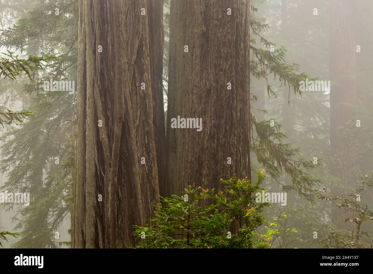 CA03686-00...CALIFORNIA - Large redwood trees and a foggy day at Lady Bird Johnson Grove in Redwoods National Park. Stock Photo