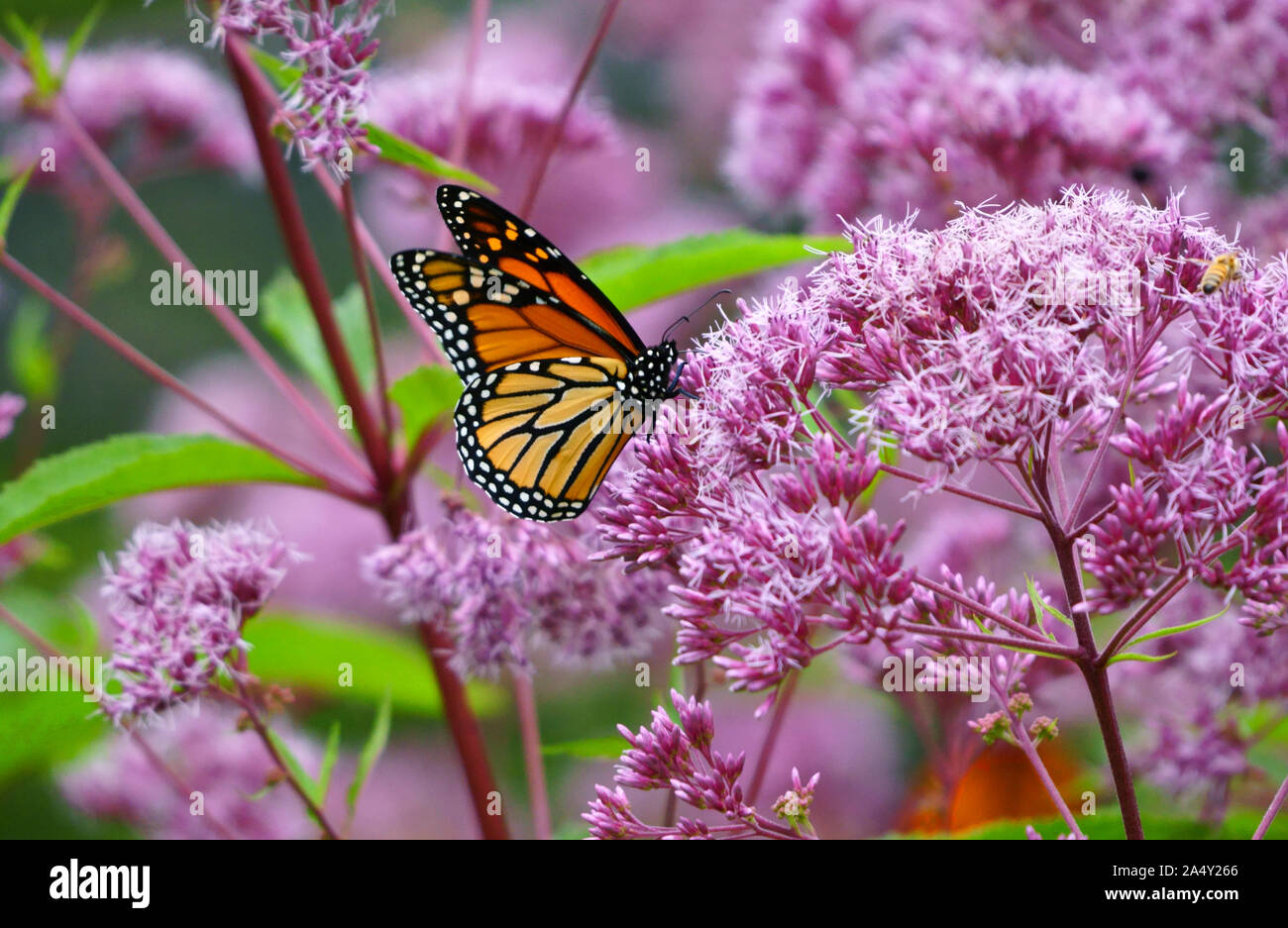 Monarch butterflies feeding on pink flowers of Eupatorium purpureum