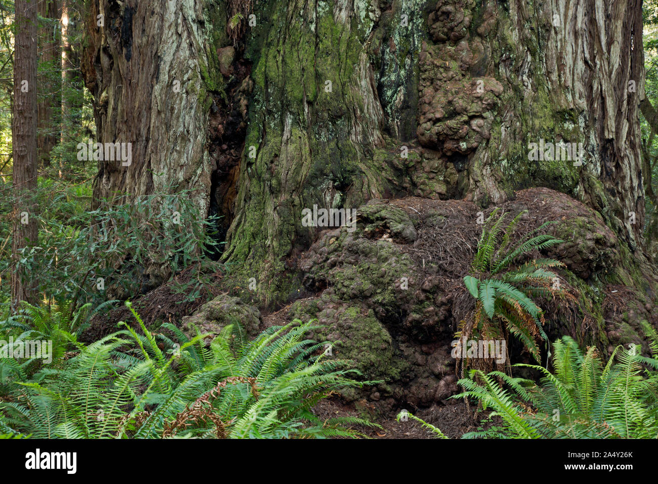 CA03698-00...CALIFORNIA - The gnarled base of an ancient redwood tree in the Big Trees Grove of Redwoods National Park. Stock Photo