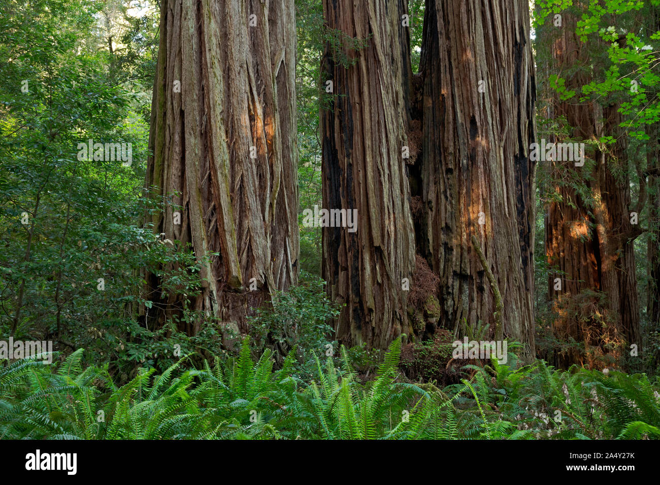 CA03700-00...CALIFORNIA - Massive redwood trees in Tall Trees Groves, part of Redwoods National Park. Stock Photo