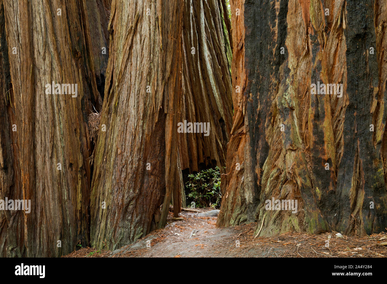 CA0370200...CALIFORNIA A narrow passage between two massive redwood trees in the Tall Trees