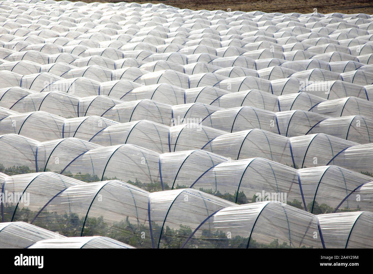 Sunny lettuce house cultivation Stock Photo