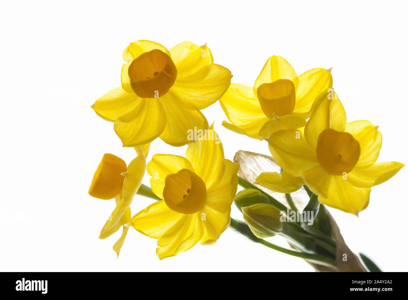 Yellow narcissus on white background Stock Photo