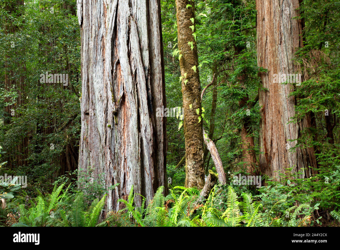 CA03715-00...CALIFORNIA - Massive redwood trees in the Tall Trees Grove of Redwoods National Park. Stock Photo