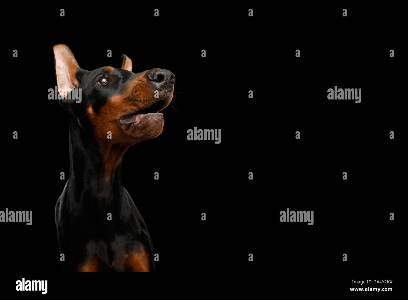 Funny Portrait of Amazement Doberman Dog stare up on isolated Black