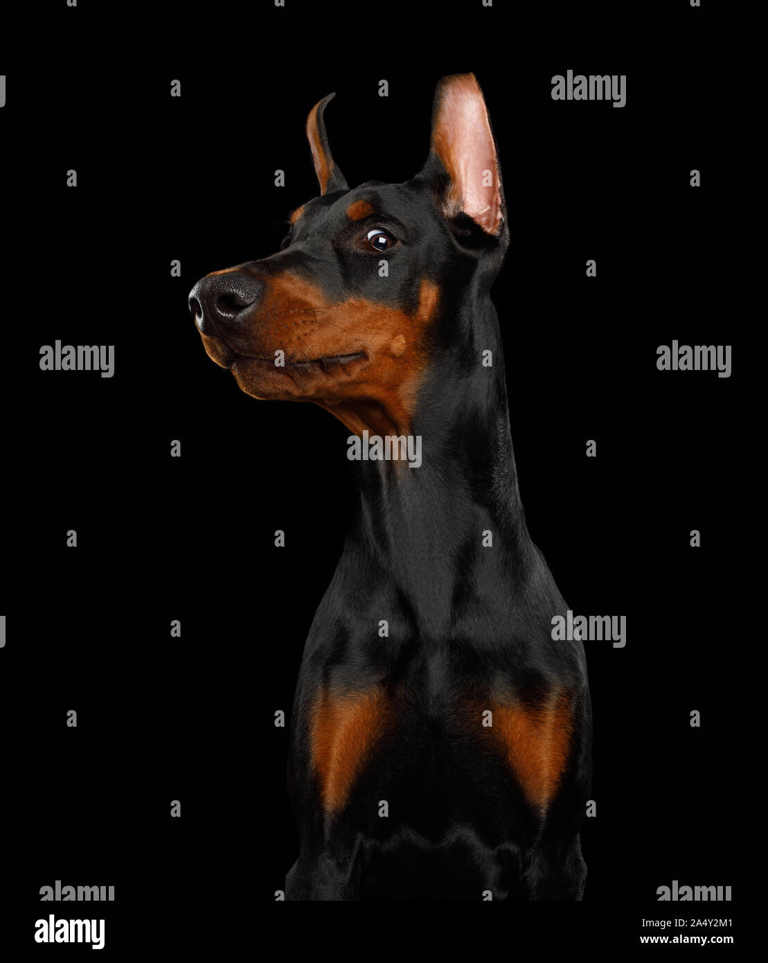 Funny Portrait of Sneaky Doberman Dog on isolated Black background Stock Photo