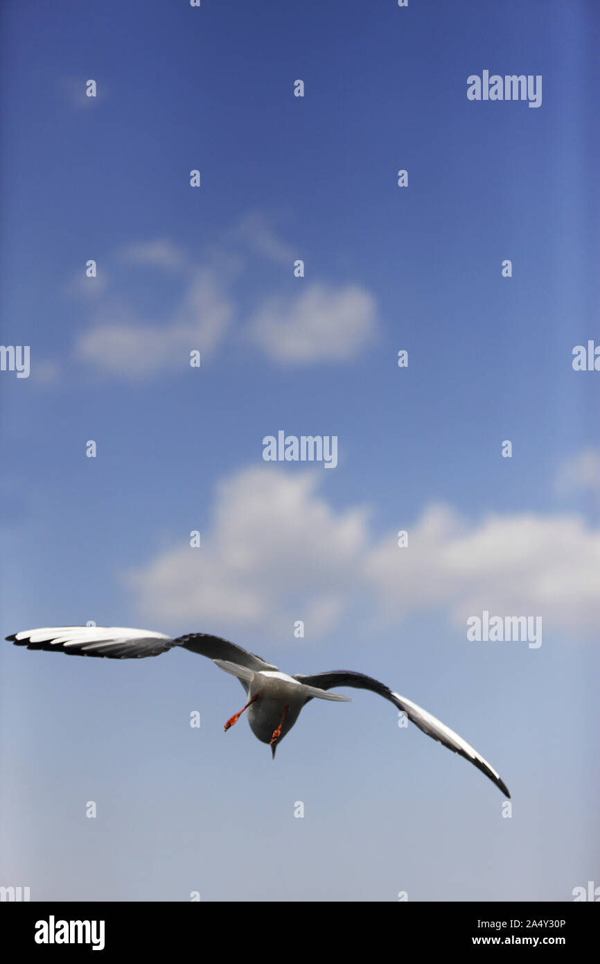 Seagulls flapping Stock Photo