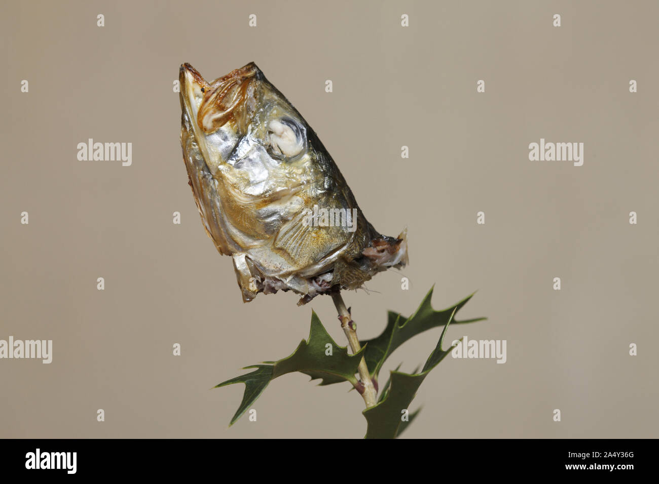 Hiiragi-iwashi ,a holly sprig with a baked sardine's head,time-honored custom of Japan Stock Photo