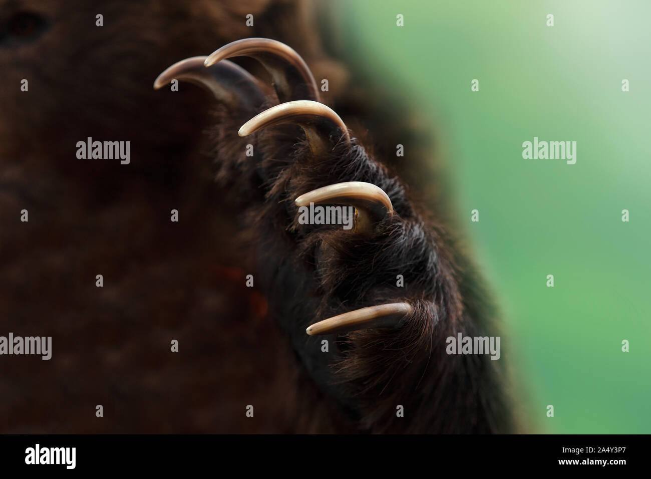 The Close up shot of a Kamchatka brown bear paw Stock Photo