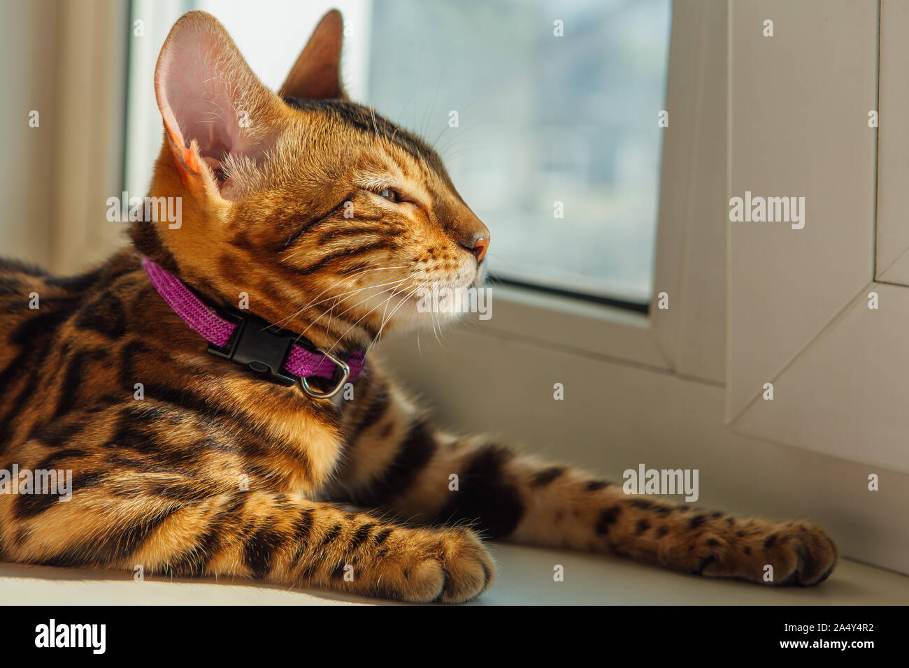 Cute bengal kitty cat laying next to the window at home Stock Photo - Alamy
