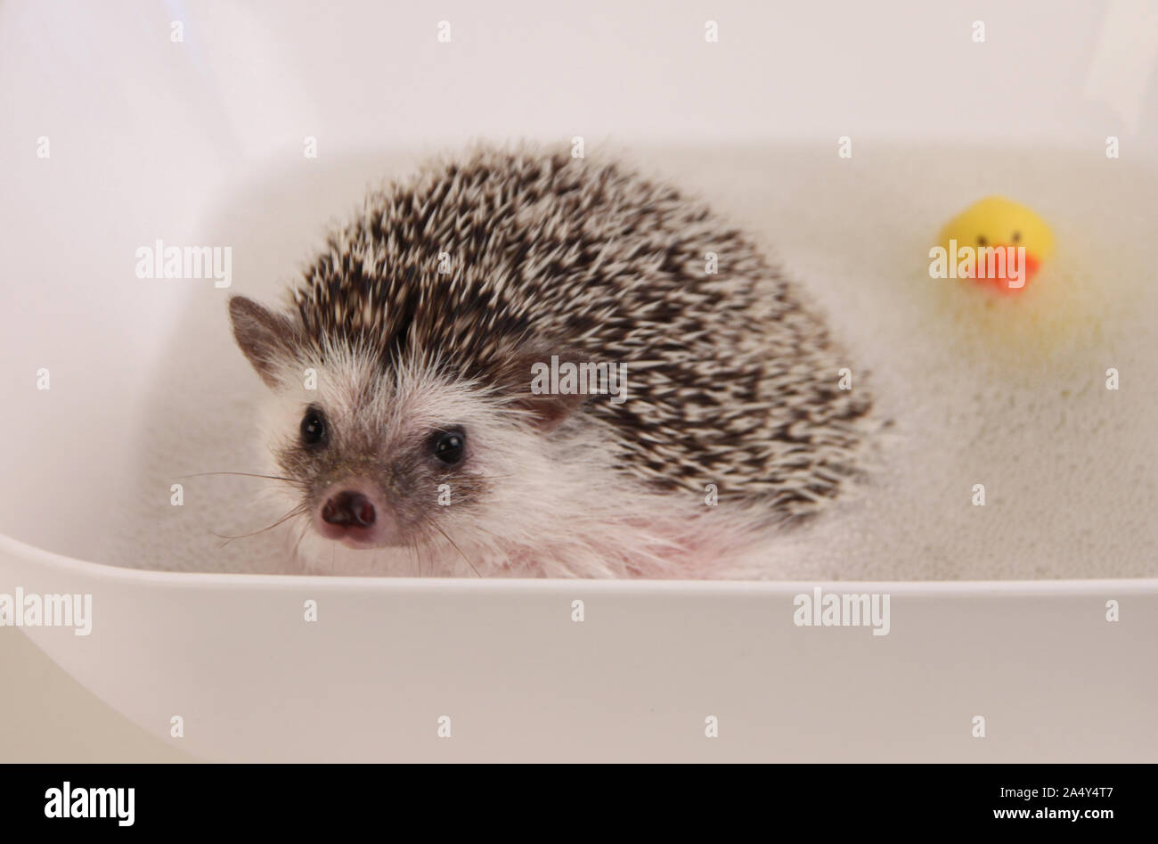 Hedgehog Bath