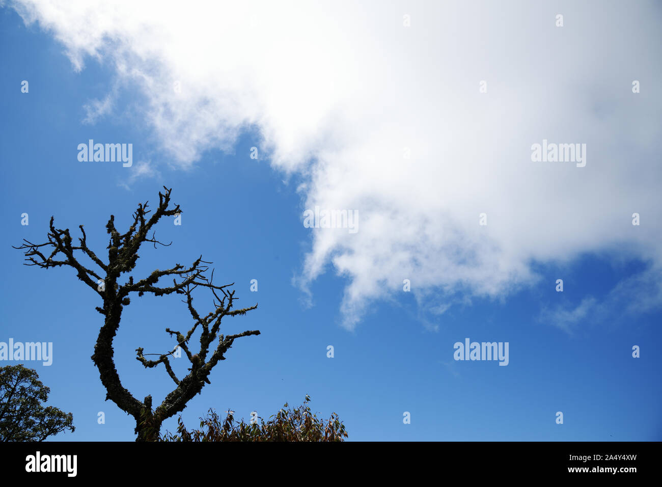 Tree Silhouette at Blue Sky with White Clouds in Brazil Stock Photo - Alamy