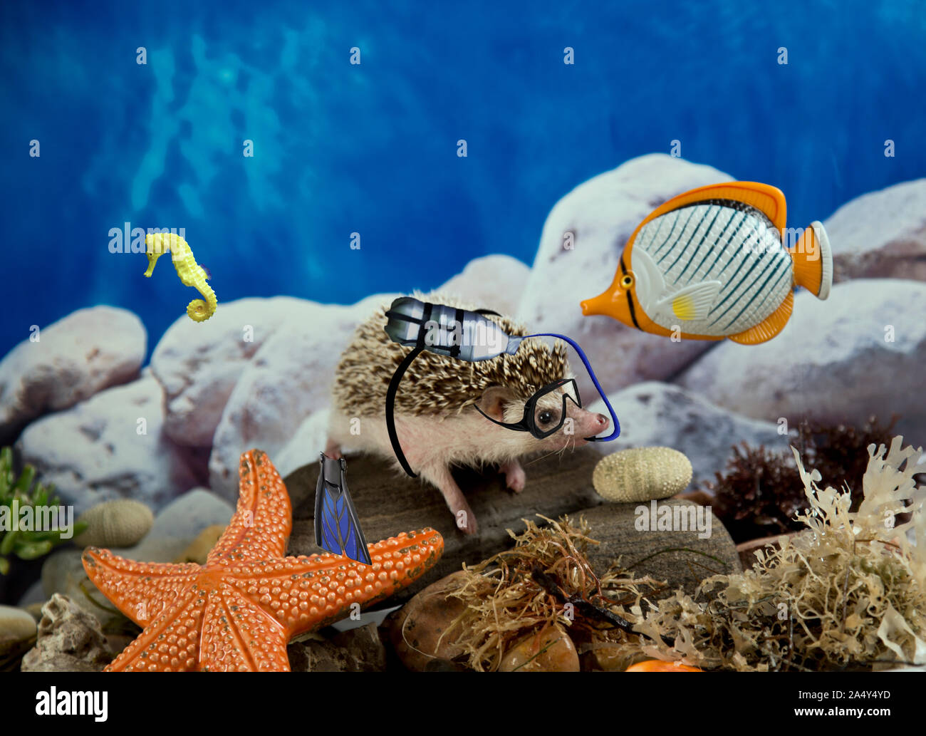 Humphrey J Hedgehog is a scubahog exploring the seas in hedgehog adventure photo series Stock Photo