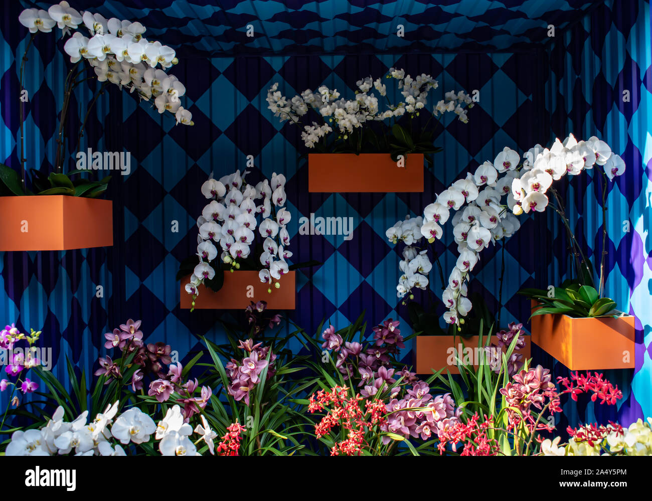 This unique pattern and display of stunning colourful flowers, inside a box. Stock Photo