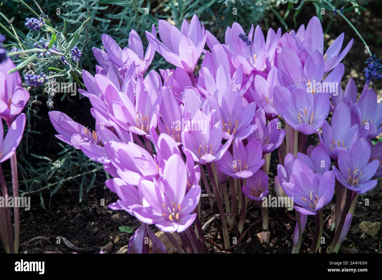 colchicum autumnale, group of flowering poisonous plants, herbal ...