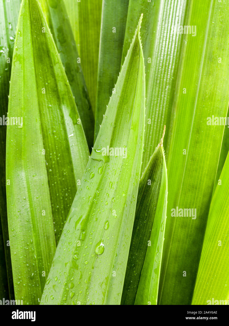 Thai herbal ingredient spas pandanus leaf,sweet and earthy aroma Stock ...