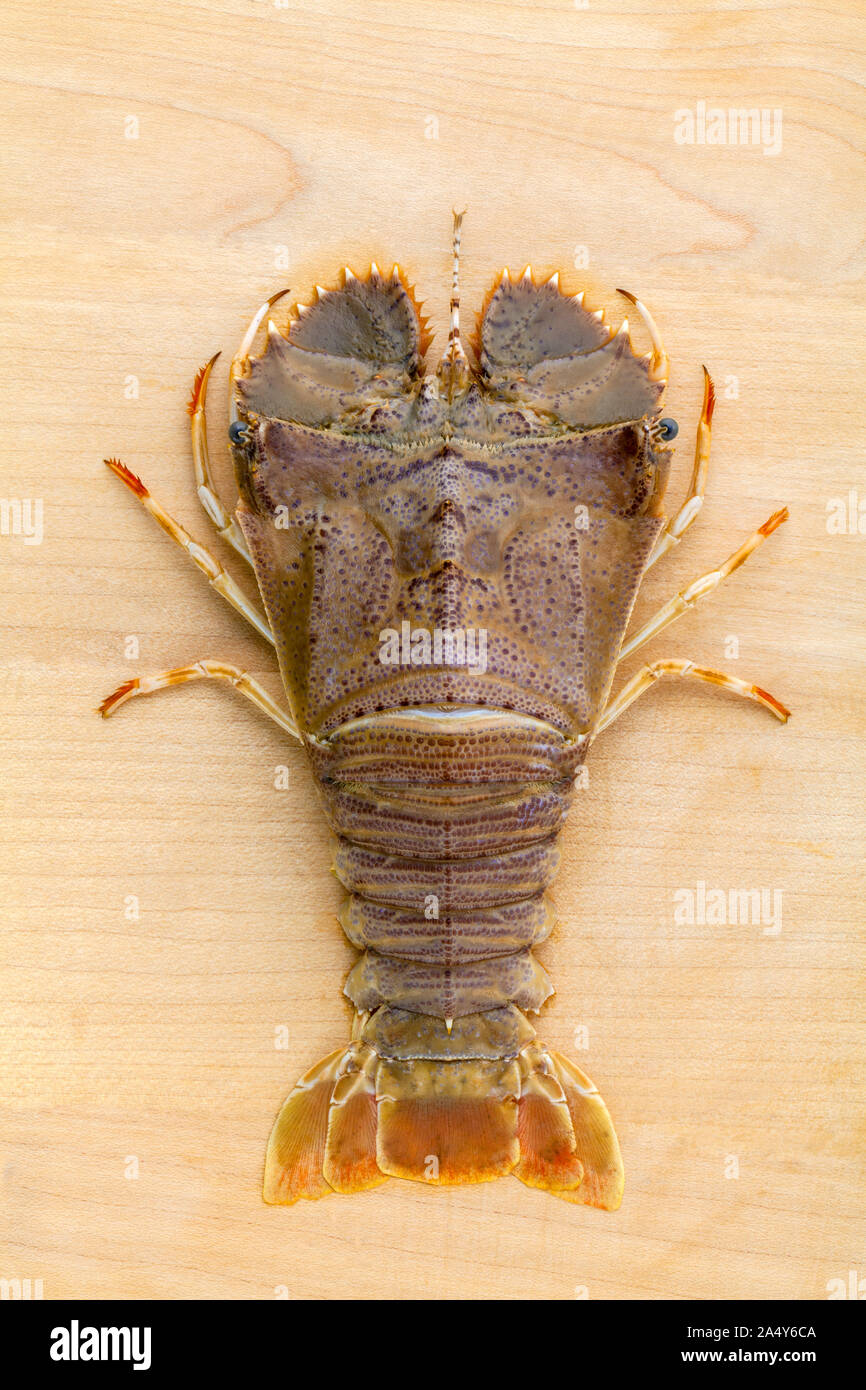 Raw Flathead lobster, Lobster Moreton Bay bug, Oriental flathead lobster on wooden background