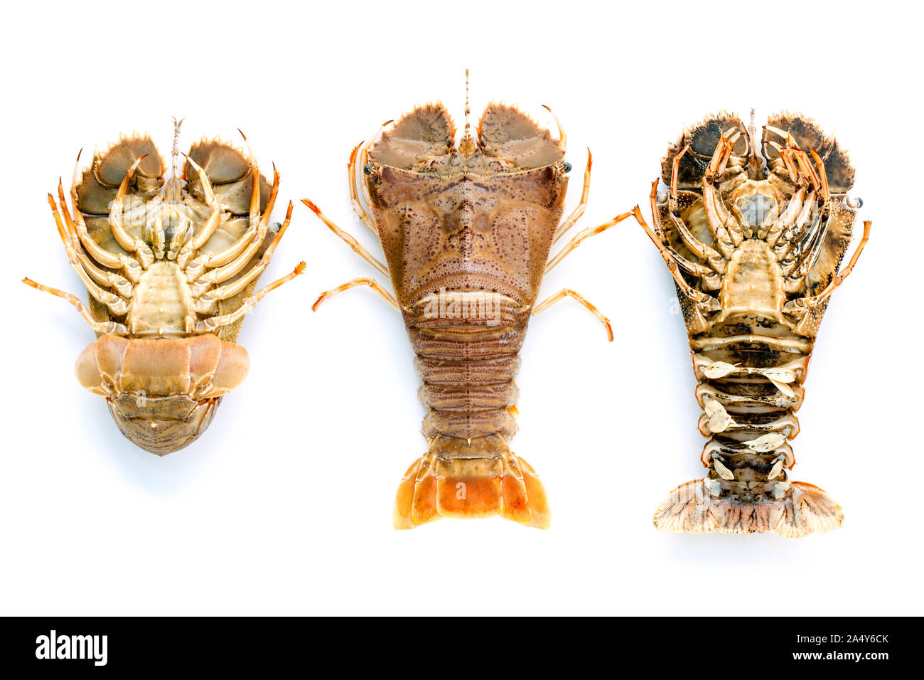 Flathead lobster, Lobster Moreton Bay bug, Oriental flathead lobster isolate on white background