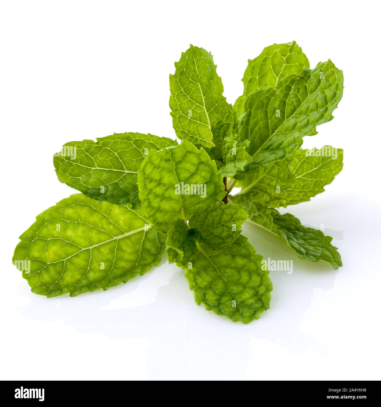 Close up Green mint leavs with water drop isolate on white background. Stock Photo