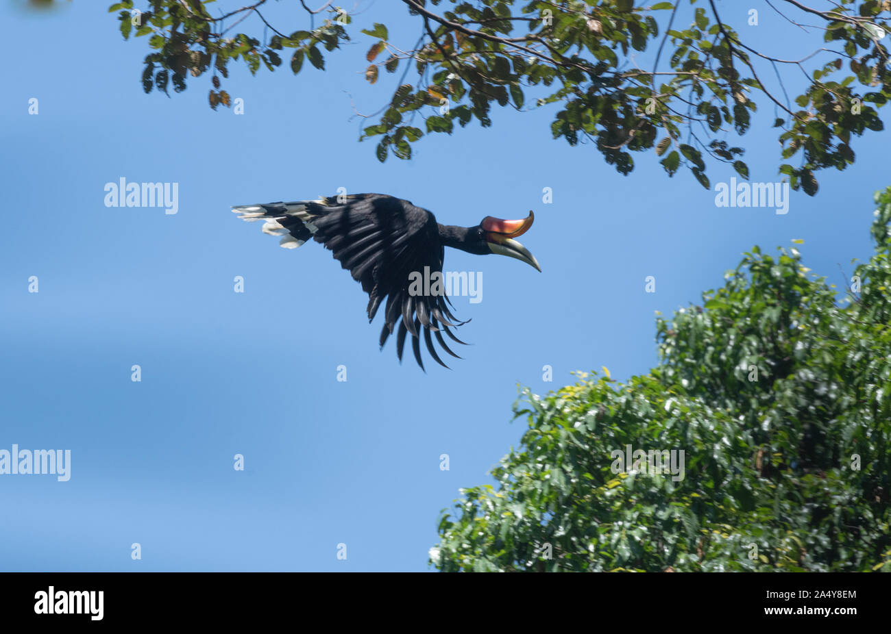 The rhinoceros hornbill (Buceros rhinoceros) is a large species of forest hornbill (Bucerotidae).It is found in lowland and montane, tropical and subt Stock Photo