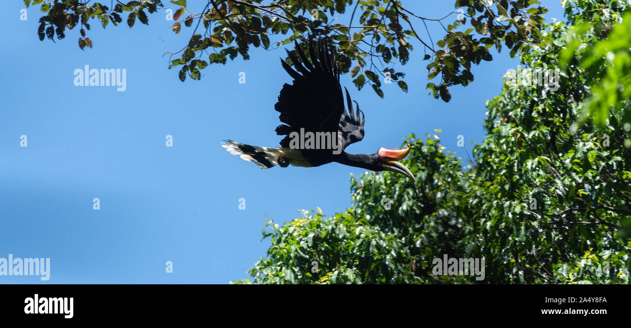 The rhinoceros hornbill (Buceros rhinoceros) is a large species of forest hornbill (Bucerotidae).It is found in lowland and montane, tropical and subt Stock Photo
