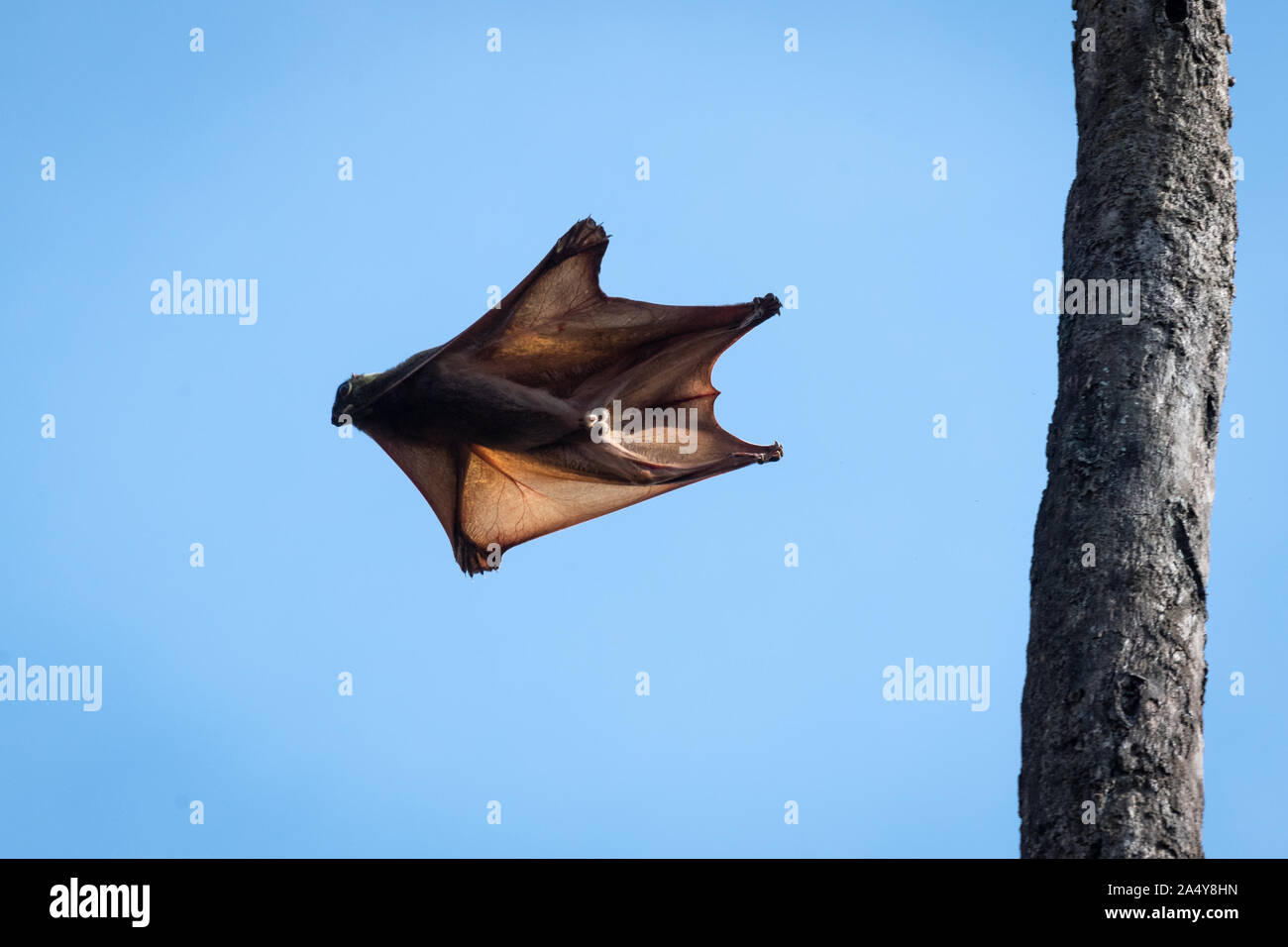 wallpapers Colugo Bat https www alamy com the sunda flying lemur galeopterus variegatus also known as the malayan flying lemur or malayan colugo is a species of colugo colugos are arbore image330055089 html
