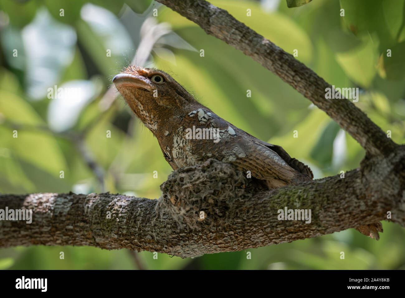 Blyth's frogmouth (Batrachostomus affinis) is a species of bird in the family Podargidae. Its natural habitat is subtropical or tropical moist lowland Stock Photo