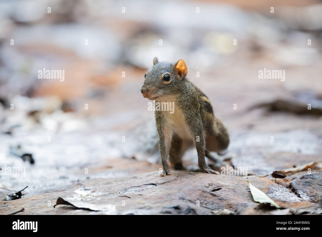 This relatively small ground squirrel mainly inhabits dry, open forests and secondary scrub. It is both terrestrial and arboreal.  Its overall fur col Stock Photo