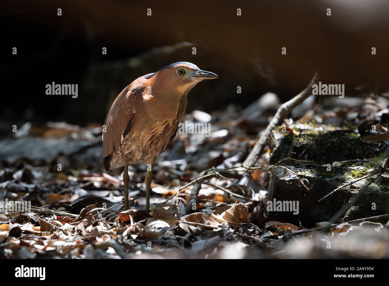 The Malayan night heron (Gorsachius melanolophus), also known as Malaysian night heron and tiger bittern, is a medium-sized heron. The Malayan night h Stock Photo