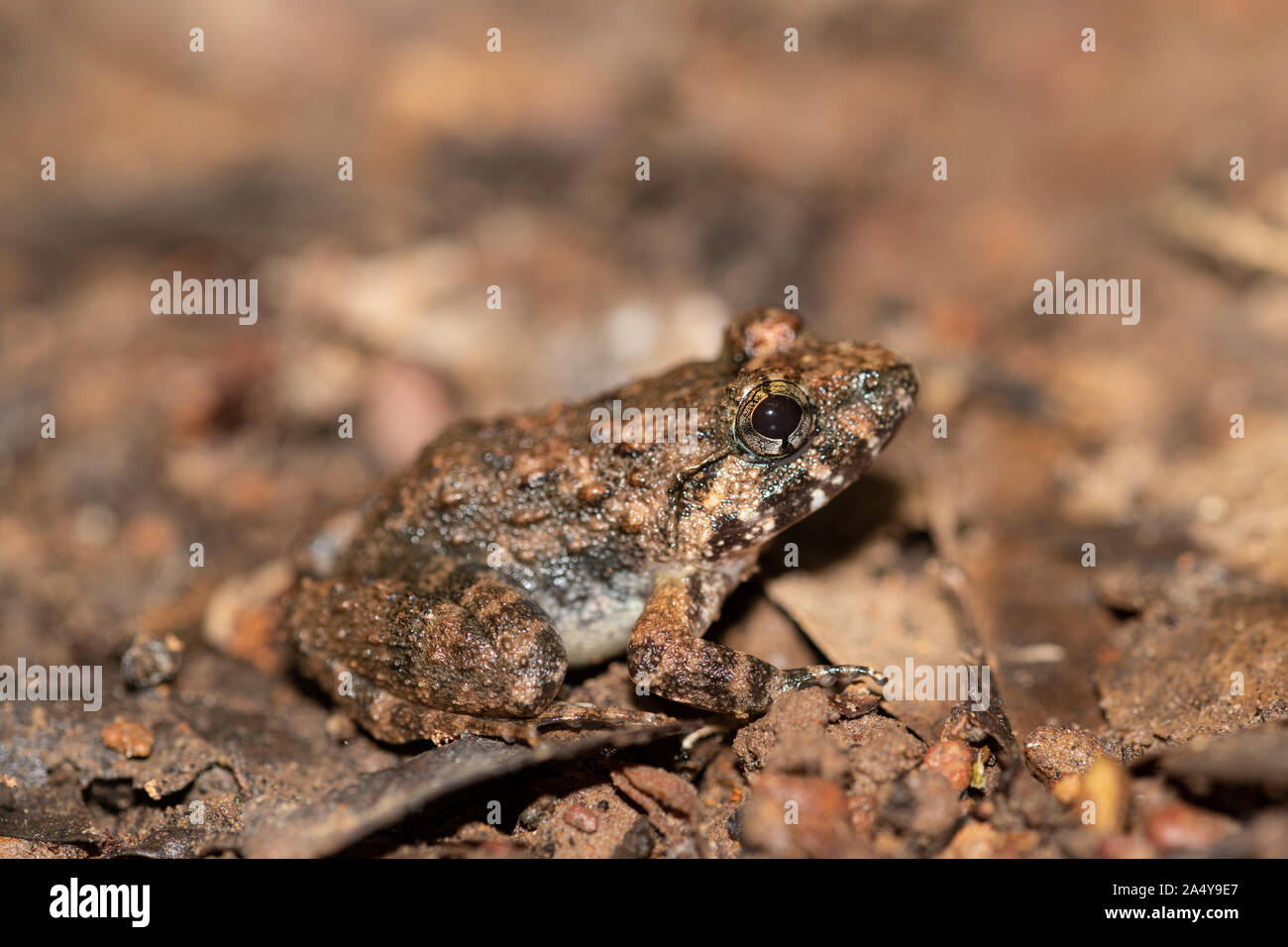 Limnonectes gyldenstolpei (common name: Gyldenstolpe's frog) is a species of frog in the Dicroglossidae family. It is found in northern Thailand, Laos Stock Photo