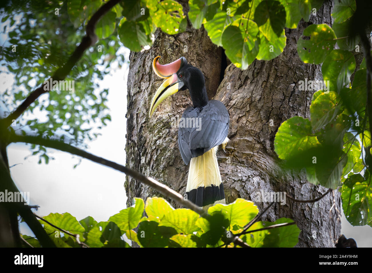 The rhinoceros hornbill (Buceros rhinoceros) is a large species of forest hornbill (Bucerotidae).It is found in lowland and montane, tropical and subt Stock Photo