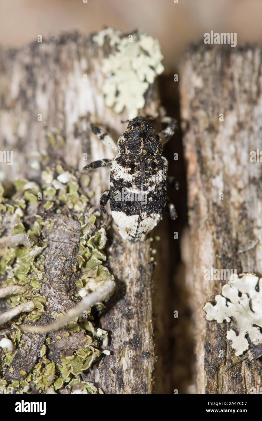 Poplar and willow borer Stock Photo Alamy