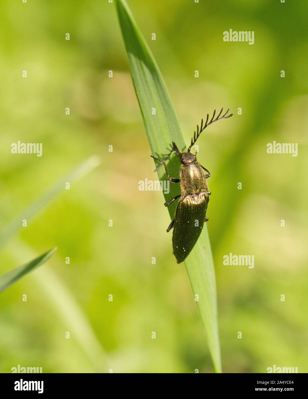 Click beetle (Ctenicera pectinicornis) Stock Photo