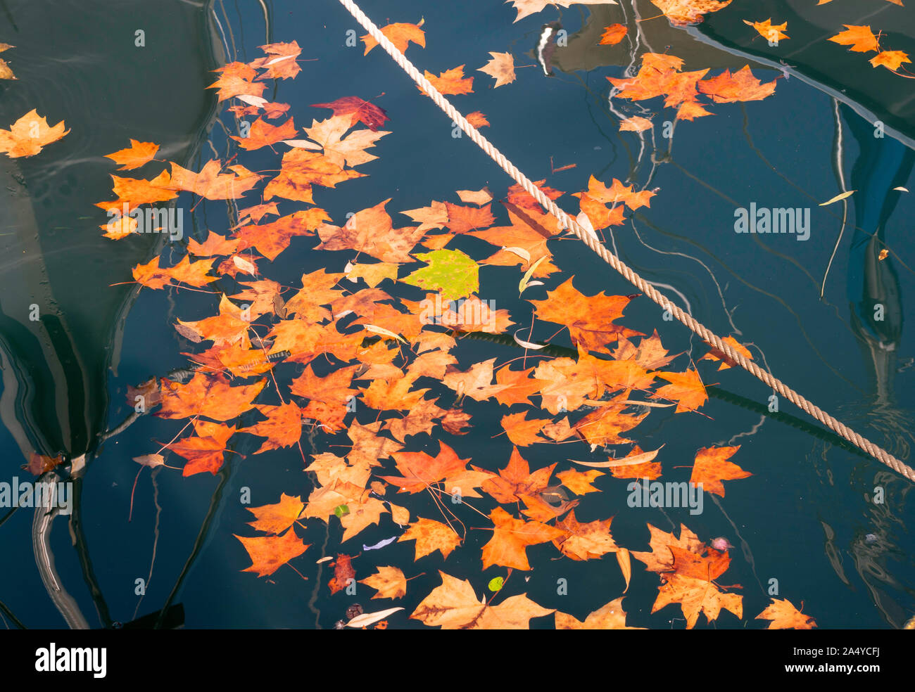 Sycamore autumn leaves floating on the water in the harbour of Villefranche sur Mer, France, Europe Stock Photo
