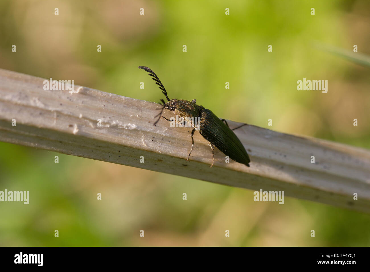 Click beetle (Ctenicera pectinicornis) Stock Photo