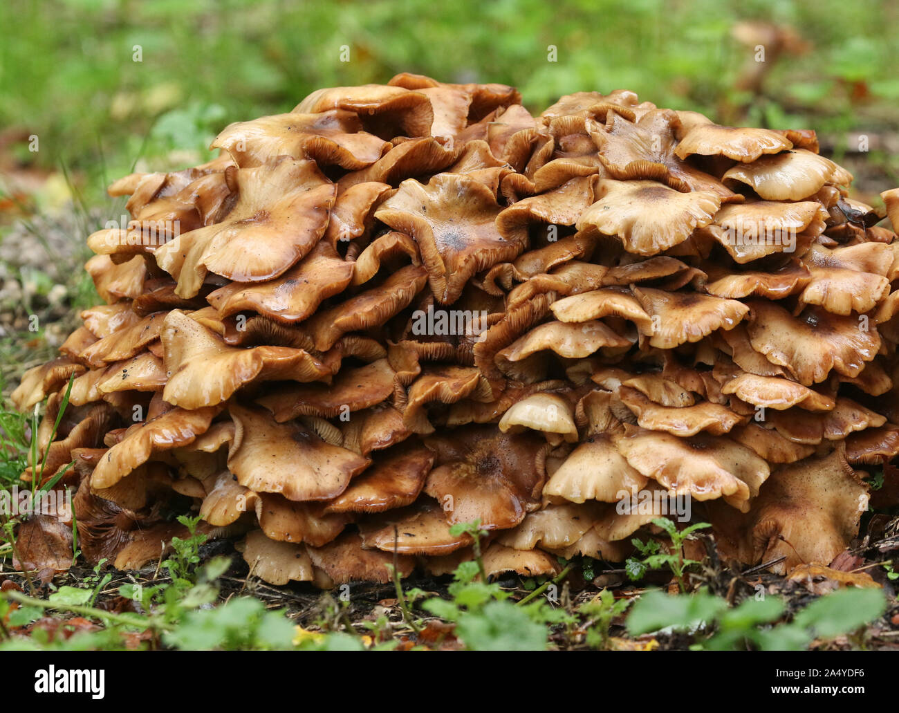 Honey Fungus, growing from a decaying tree stump in a field in the UK. Stock Photo