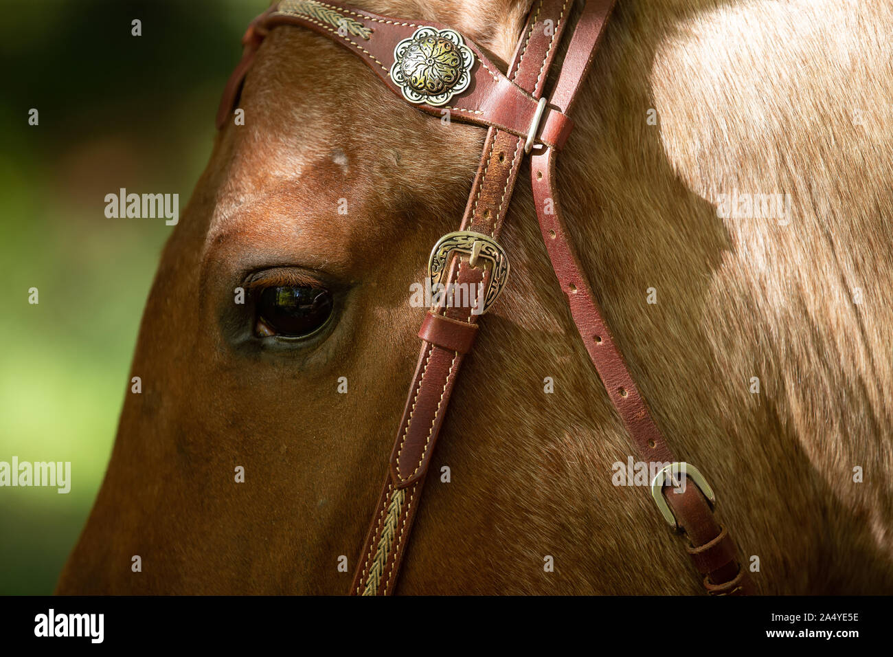 Horse, quarterback Red Roan, neckline of the head, eye and bridle with conchas in close-up. Stock Photo