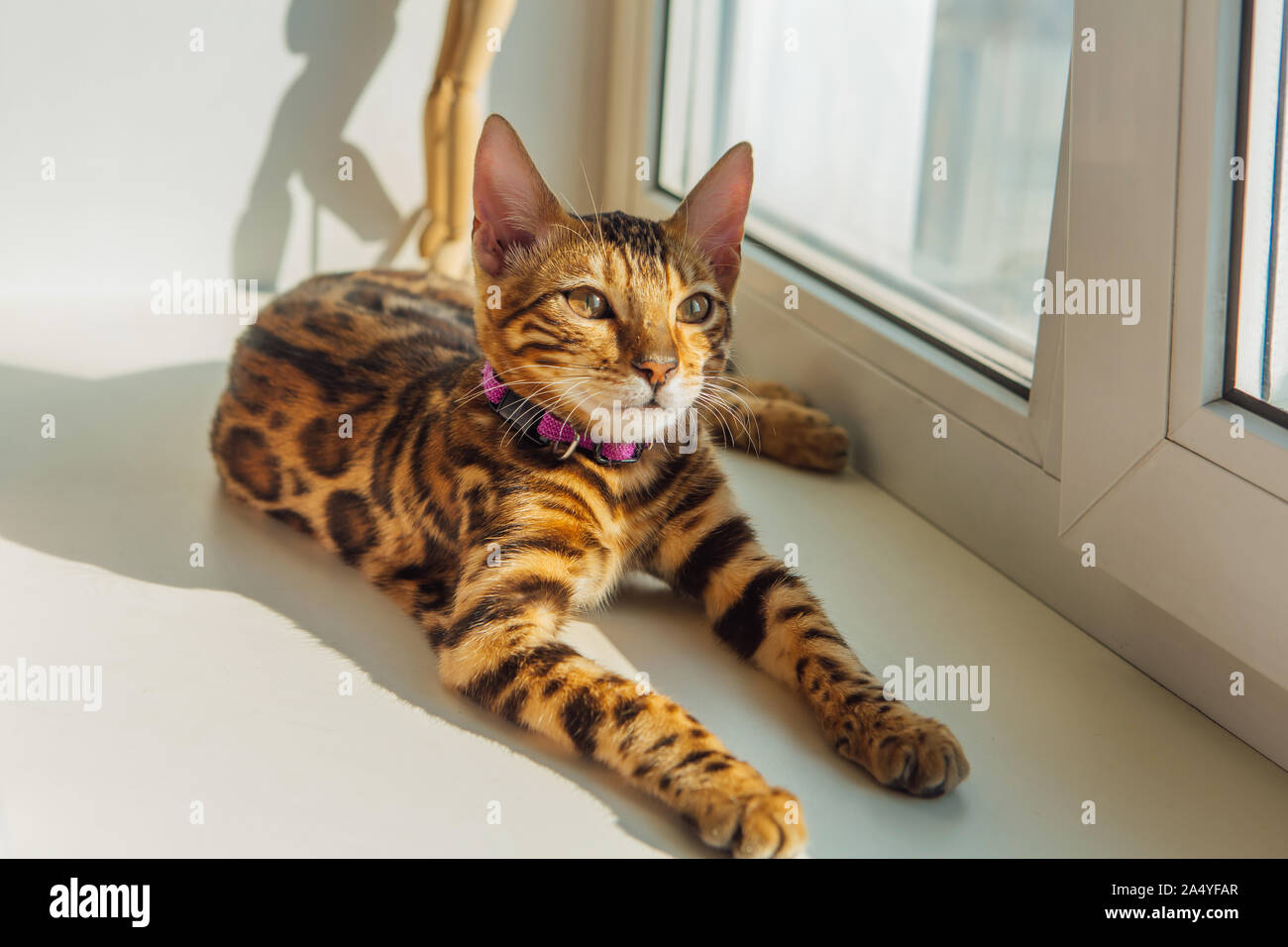Cute bengal kitty cat laying next to the window at home Stock Photo - Alamy