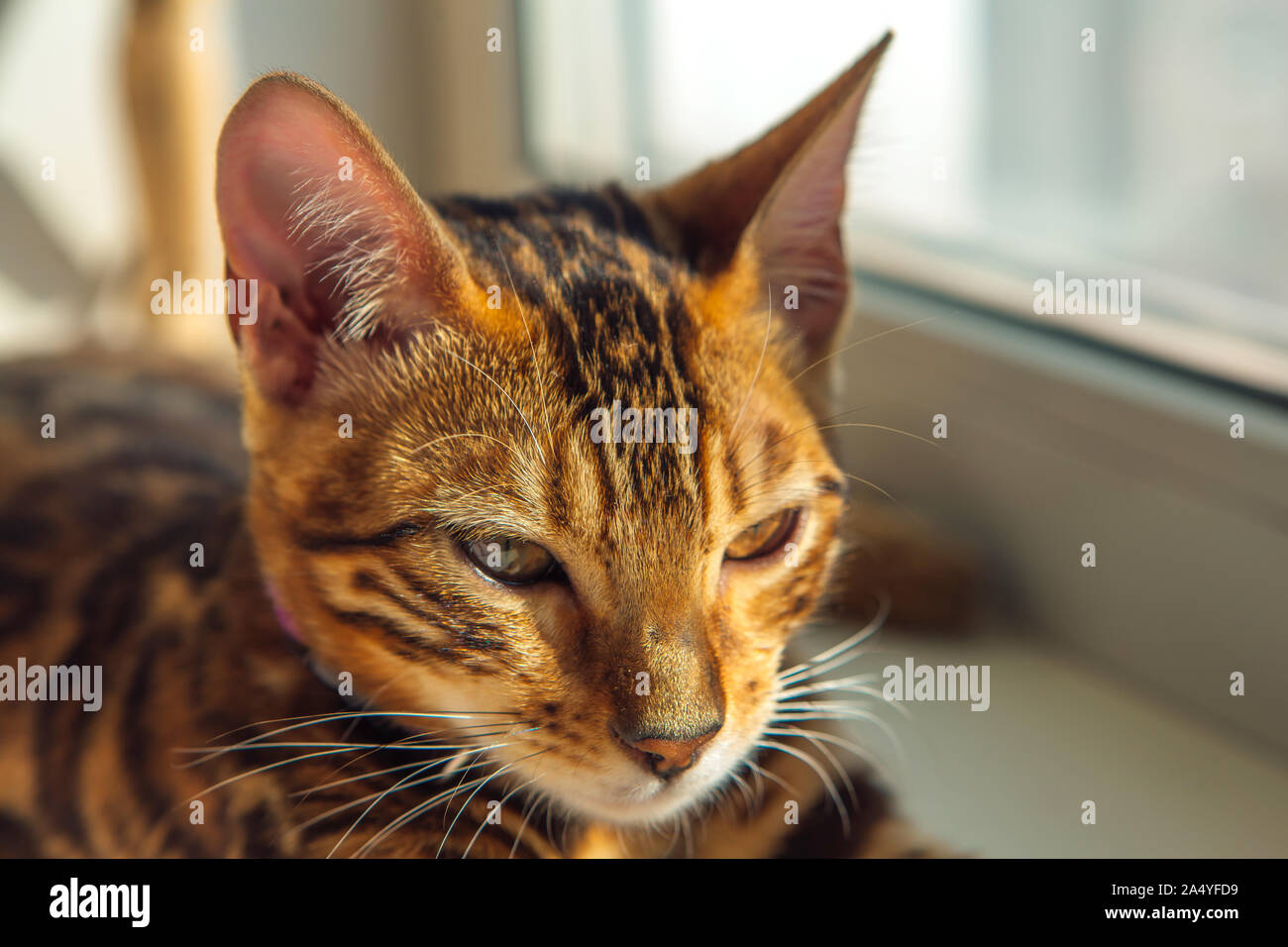 Cute bengal kitty cat laying next to the window at home Stock Photo - Alamy
