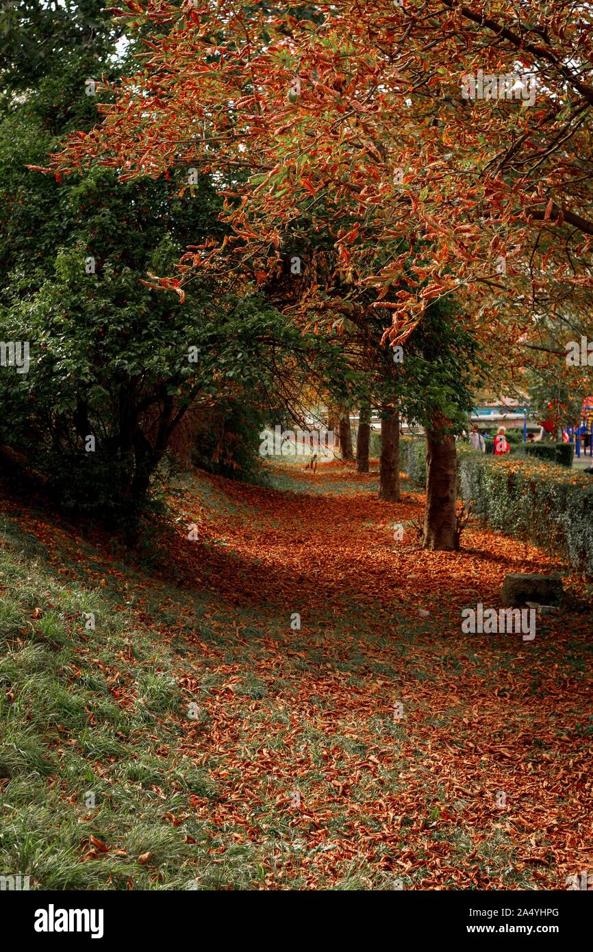 Beautiful autumnal scene of golden-green park trees and brown leafy bed. Stock Photo
