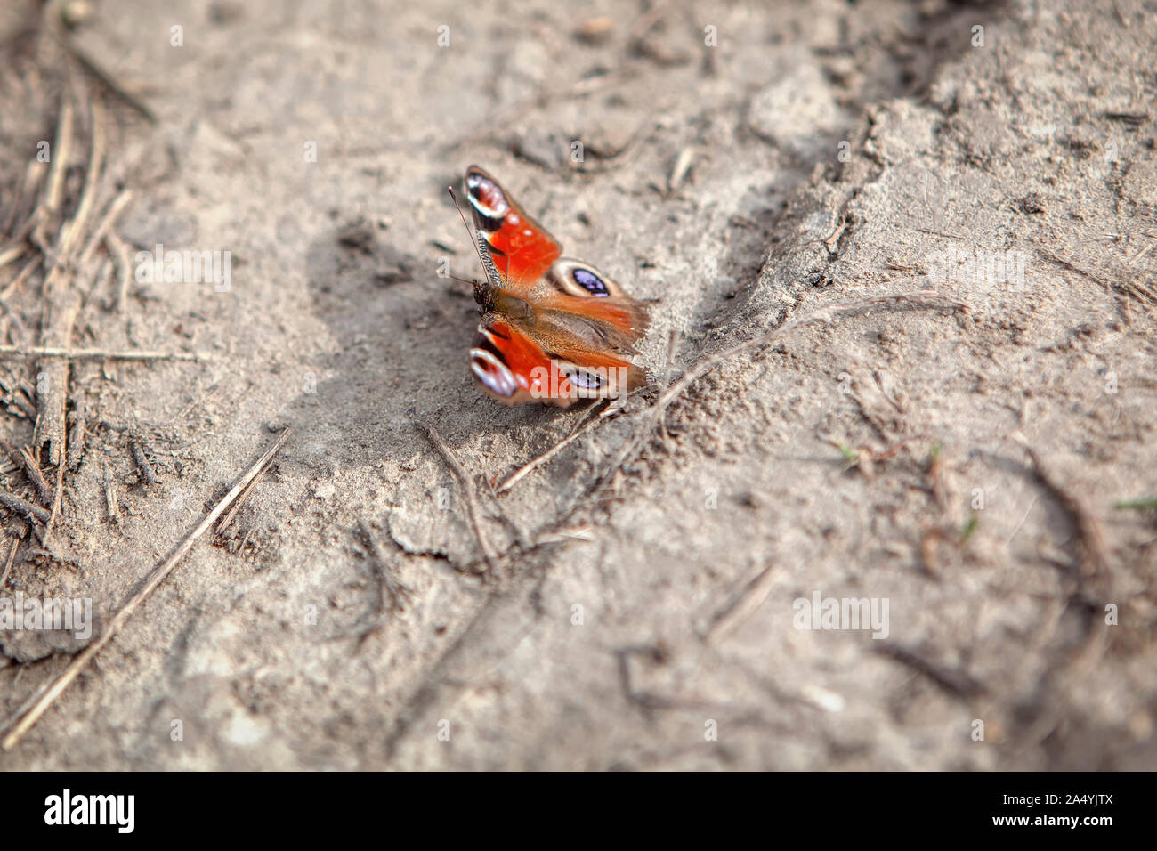 Colorful Peacock butterfly on the ground Stock Photo - Alamy