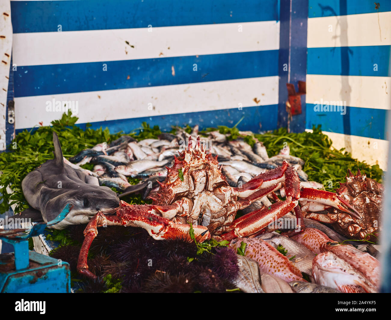 Assorted fresh raw seafood from Atlantic ocean ready for grill in the