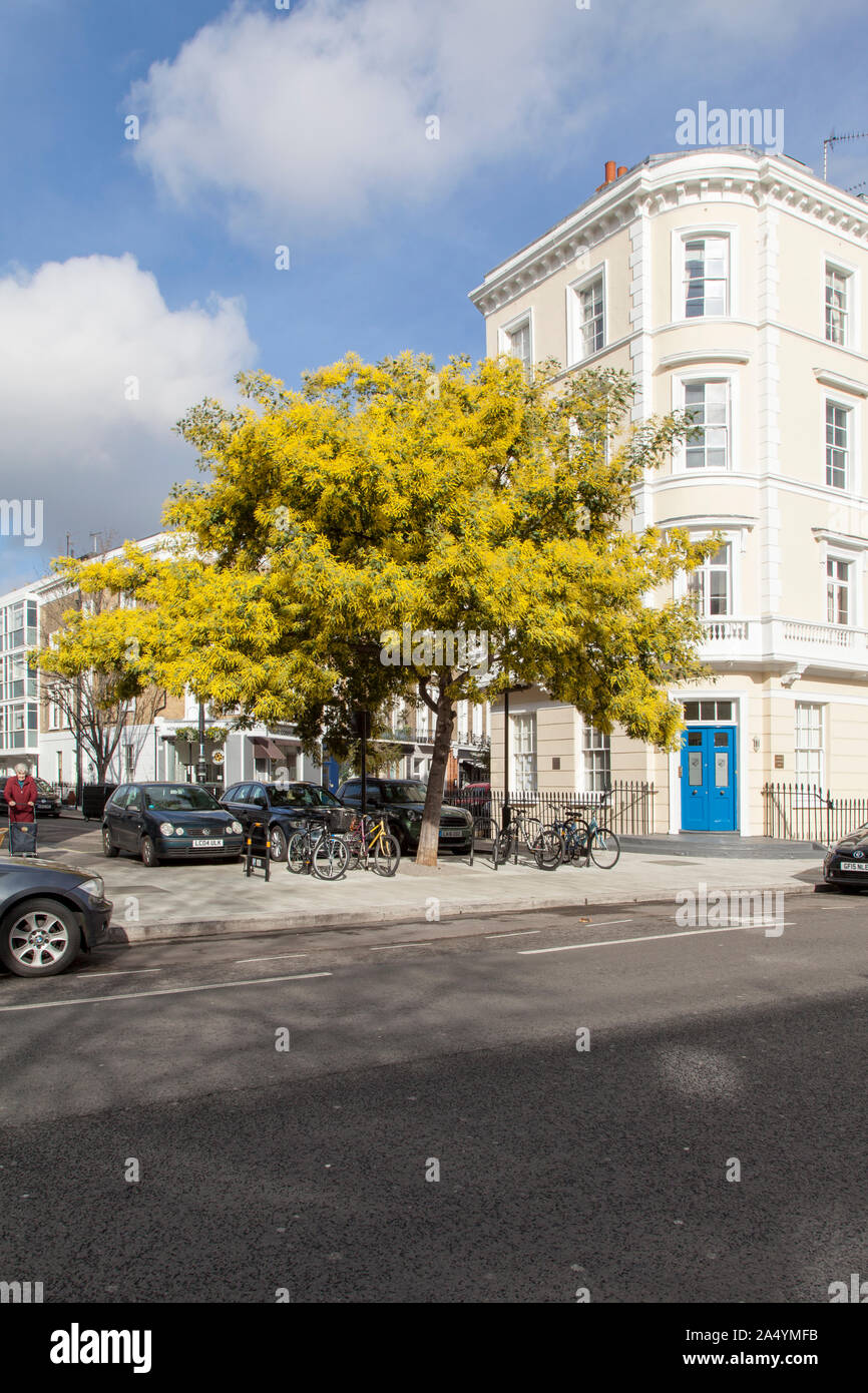 February flowering Mimosa tree on Lupus Street, Pimlico, London SW1 Stock Photo