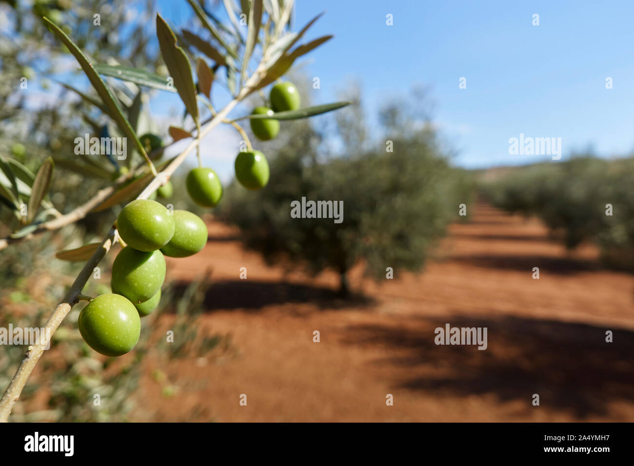 Details with olives and olive plantation in Andalusia. Spain Stock Photo